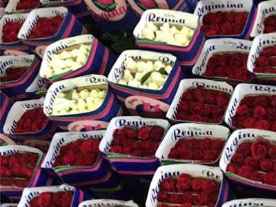 bodega-de-flores1
