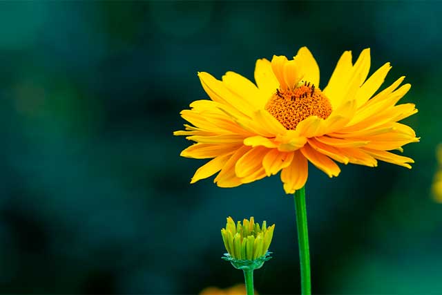 flor-amarilla
