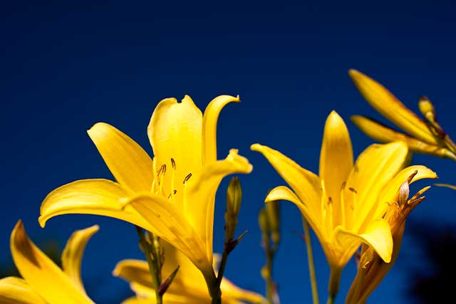 flor-amarilla1