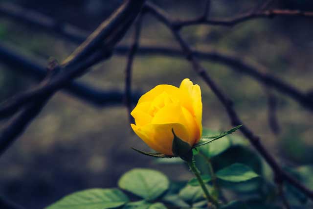 flor-amarilla3