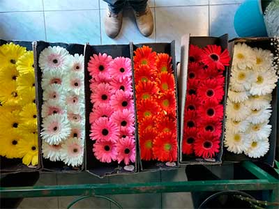 spring-floreria-apodaca4